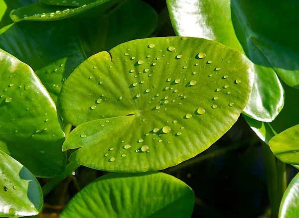 Blätter Der Seerose Nuphar Lutea Mit Wassertropfen Nach Regen — Stockfoto