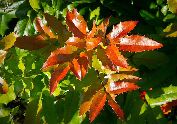 Vackra Färgade Blad Mahonia Aquifolium Oregon Druva Slutet Sommaren — Stockfoto