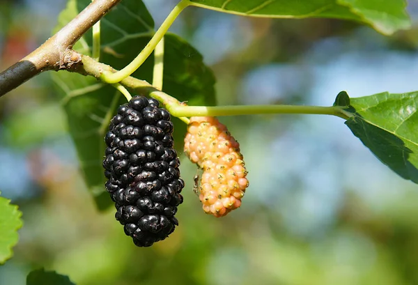 Fruta Amoreira Ramo Árvore Início Verão Imagem Com Foco Local — Fotografia de Stock