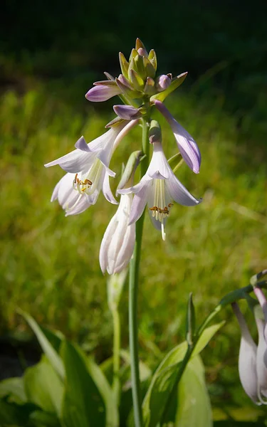 Delikatne Kwiaty Lilii Plantanowych Hosta Ogrodzie Letnim — Zdjęcie stockowe