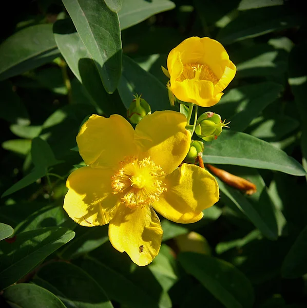 Lindas Flores Hypericum Hookerianum Jardim Verão — Fotografia de Stock