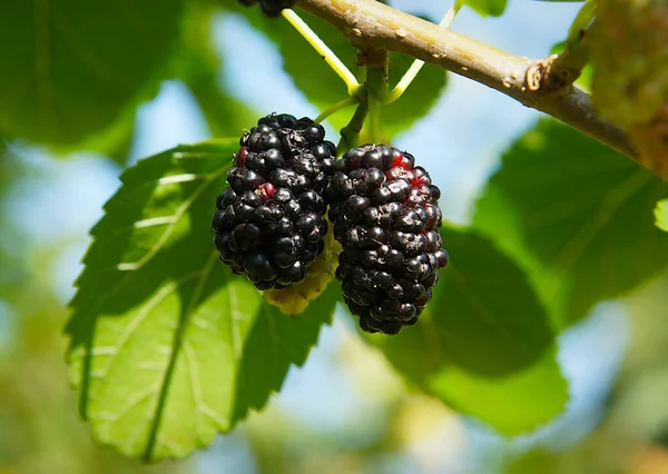 Mulberry Gyümölcs Egy Faágon Kora Nyáron Kép Helyi Fókuszálással Sekély Stock Kép