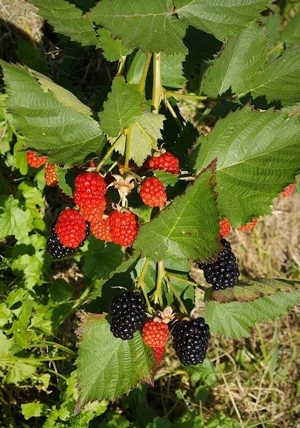Planta Frutos Blackberry Rubus Verão — Fotografia de Stock
