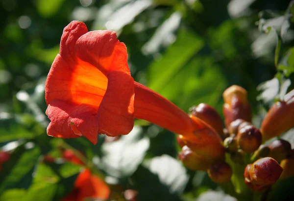 Trompet Sarmaşığının Güzel Kırmızı Çiçekleri Yerel Odaklanma Sığ Derinliğe Sahip — Stok fotoğraf