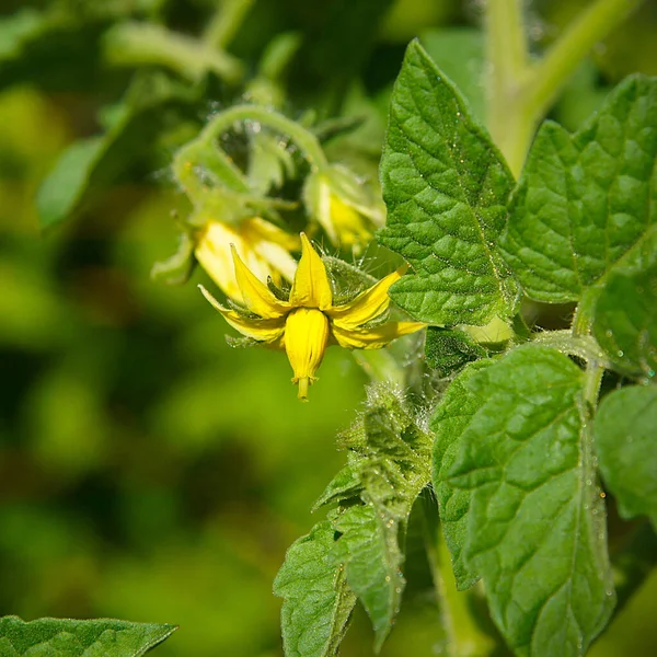 Ett Fragment Tomatplanta Med Blommor Bild Med Lokal Fokusering Och — Stockfoto