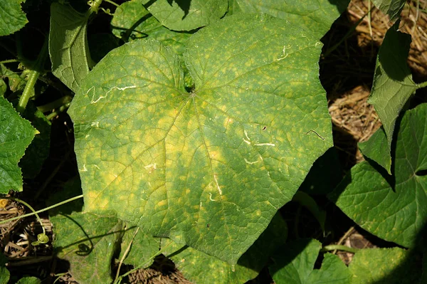 Stampo Acqua Pseudoperonospora Cubensis Foglia Cetriolo Come Muffa Lanuginosa — Foto Stock