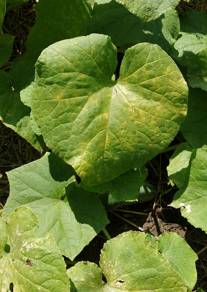 Water Mould Pseudoperonospora Cubensis Cucumber Leaf Downy Mildew — Stock Photo, Image