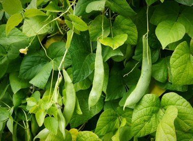 Bahçedeki Kaçak Fasulye Kapsülleri (Phaseolus coccineus)