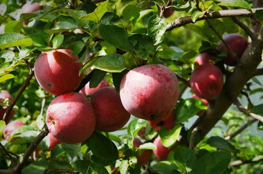 Bahçedeki dalda kırmızı organik elmalar