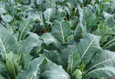 Yaz sonlarında sebze bahçesinde büyüyen karnabahar bitkileri. 