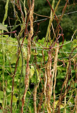 Sonbaharda olgun uzun inek bezelye kabukları (Vigna unguiculata) 
