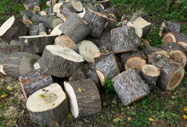 Parti Del Tronco Degli Alberi Tagliati Saranno Successivamente Tagliati Legna — Foto Stock