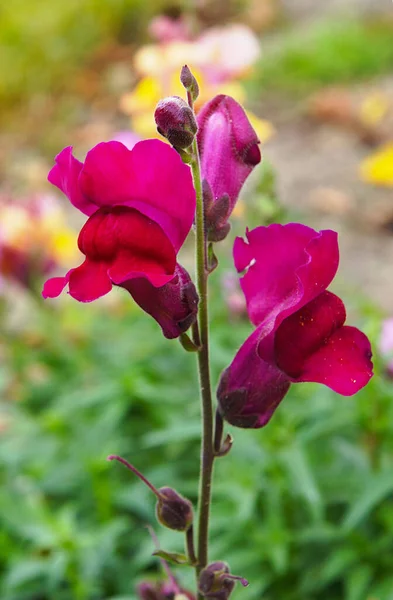 Fiori Drago Draghi Antirrhinum Assomigliano Alla Faccia Drago Che Apre — Foto Stock