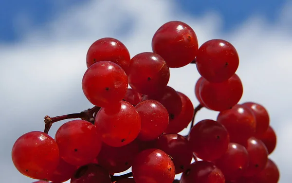 Red Ripe Berries Guelder Rose Viburnum Opulus — Stock Photo, Image