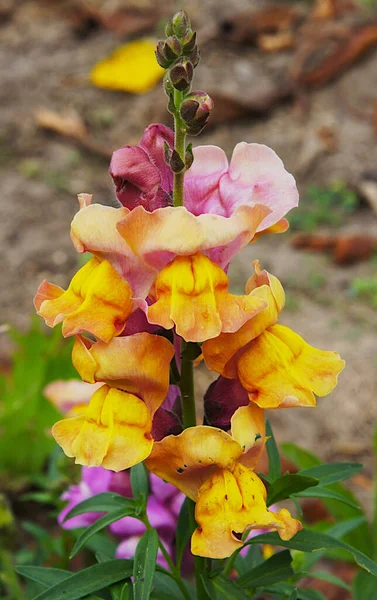 Fiori Drago Draghi Antirrhinum Assomigliano Alla Faccia Drago Che Apre — Foto Stock