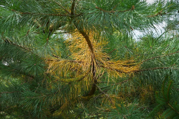 Κίτρινες Πευκοβελόνες Δείχνουν Ότι Δέντρο Έχει Μια Ασθένεια Έντομο Πρόβλημα — Φωτογραφία Αρχείου
