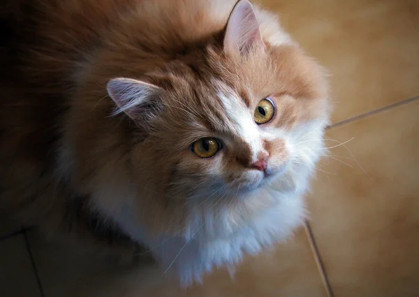 Cat looking up — Stock Photo, Image