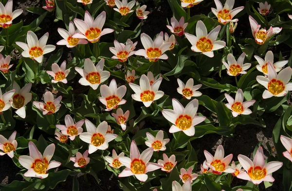 咲き誇るチューリップ — ストック写真