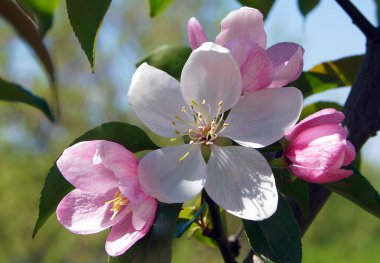 Fotoğraf bir pembe elma çiçeği gösterir