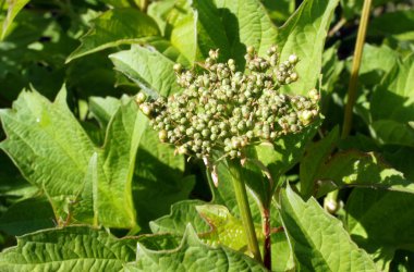 Olgunlaşmamış meyve ve yaprakları Avrupa cranberrybush