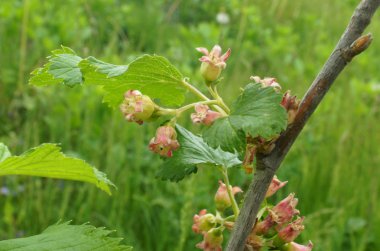 Fotoğraf bir parçası bir dal frenk üzümü çiçekleri ile gösterir