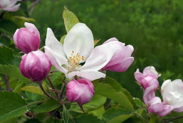 Photo Montre Une Fleur Pomme Rose — Photo