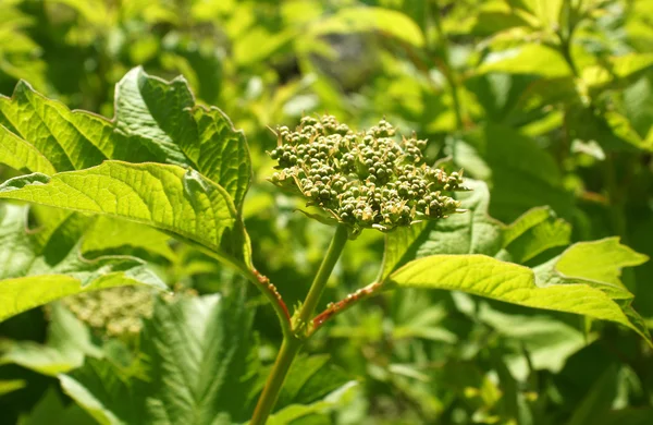 Άγουρους καρπούς και τα φύλλα του Ευρωπαϊκού cranberrybush — Φωτογραφία Αρχείου