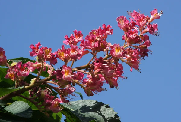 Pink Flowers Chestnut Background Blue Sky — Stock Photo, Image