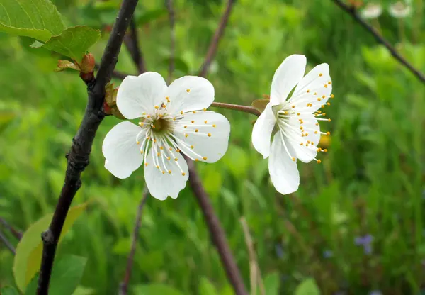 Flores da cereja — Fotografia de Stock