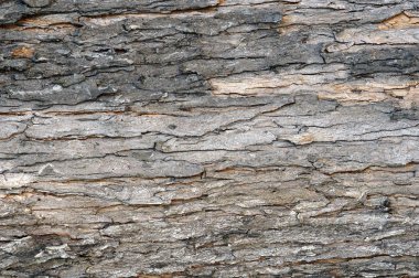 Ağaç kabuğu dokusu