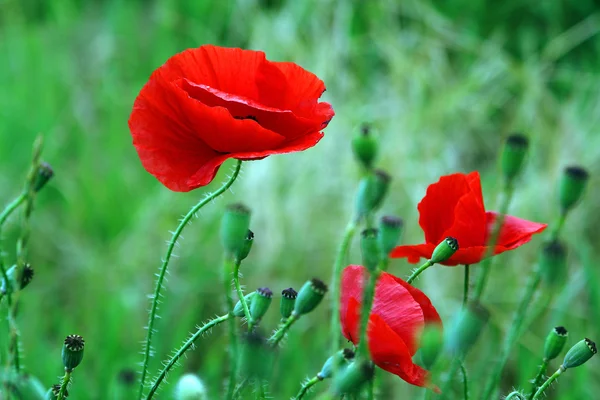 Foto Zeigt Rote Mohnblumen Auf Dem Feld — Stockfoto