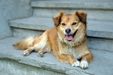 köpek evine hoş geldin
