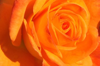 Fotoğraf güzel bir turuncu gül çiçek bir parçası gösterir