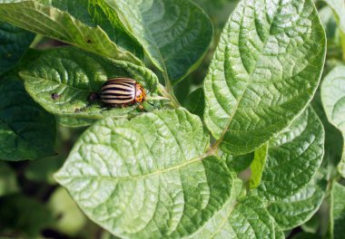 Colorado Patates böceği