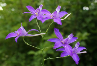 Fotoğraf bir çiçek, Forking Larkspur (Consolida regalis gösterir)