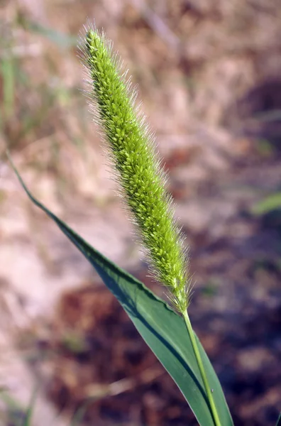 Bristle grasses Setaria — Stock Photo, Image