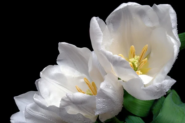 Tulipas brancas no preto — Fotografia de Stock