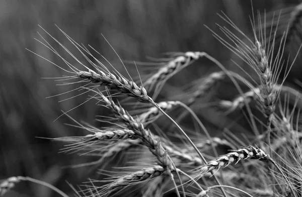 Stalks of wheat — Stock Photo, Image