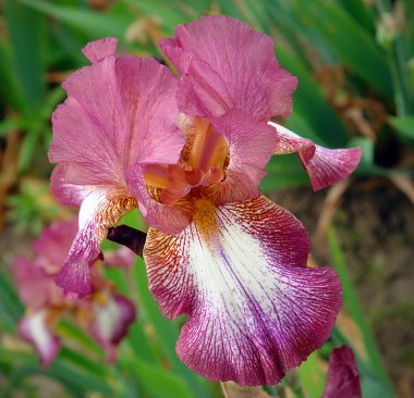 güzel Iris çiçeği