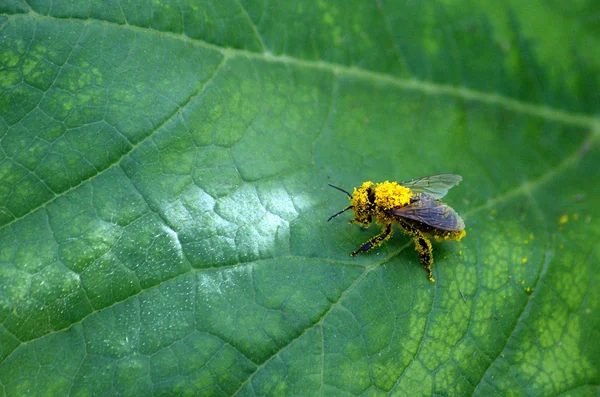 Biene voller Pollen — Stockfoto