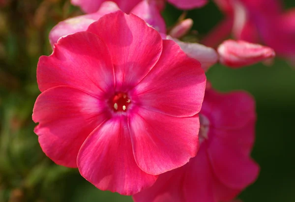 Flor de flox rosa — Foto de Stock
