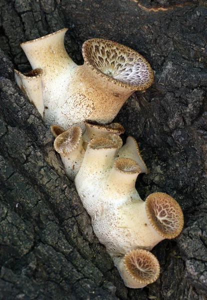 Cogumelos jovens Polyporus squamosus em árvore — Fotografia de Stock