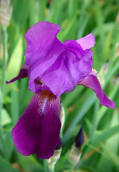 Bela flor de íris — Fotografia de Stock