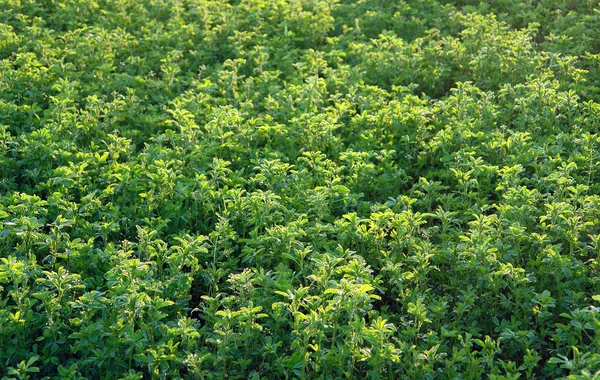 Campo di erba medica verde — Foto Stock