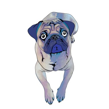 Güzel bir pug resmi.