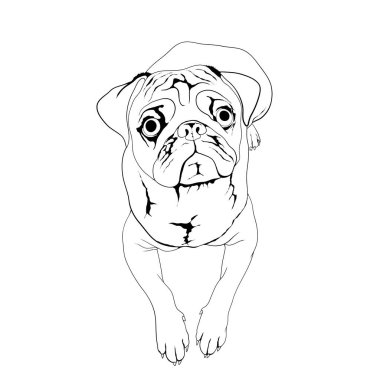beautiful drawing of a cute pug 1