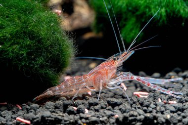 Tatlı su piyonu (Makrobrachium sp.) Tayland 'ın merkezinde bulundu.