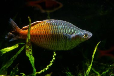 Boesemani Gökkuşağı Balığı (Melanotaenia boesemani) Güzel süs balığı