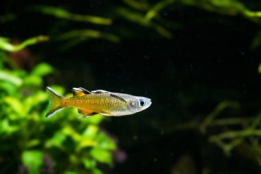 Pasifik Mavi Gözlü Signifer Yağmur Balığı (Pseudomugil signifer) ekili tankta yüzüyor