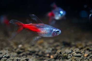 Uzun yüzgeçli elmas başlı Neon Tetra (Paracheirodon innesi var.) İnsan seçilimi tarafından yaratılmış süs balıkları.